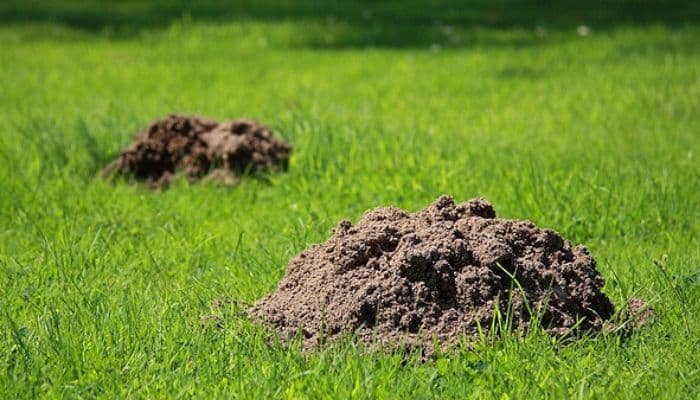 moles ruining the field by burrowing