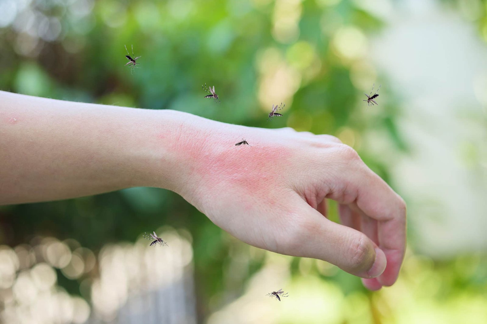 Northwest Arkansas Mosquito Control Bentonville Pest northwest-arkansas-mosquito-control-bentonville-pest