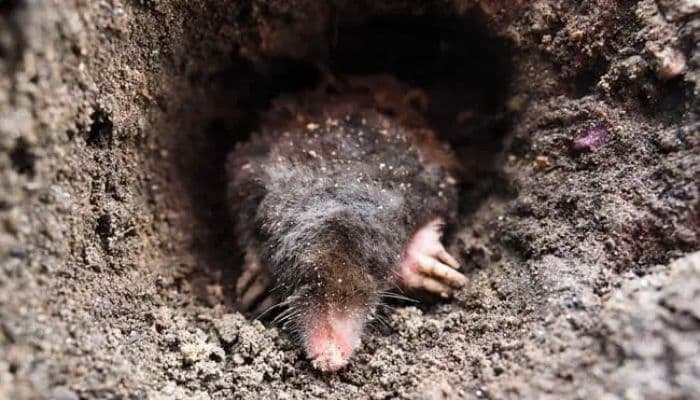 Moles building their tunnels
