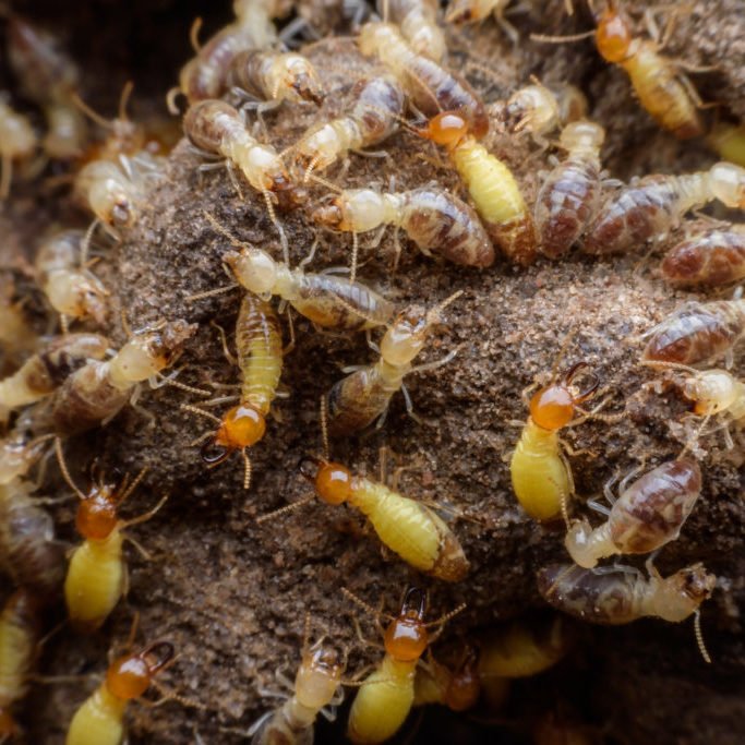 Hordes of termites building their nest
