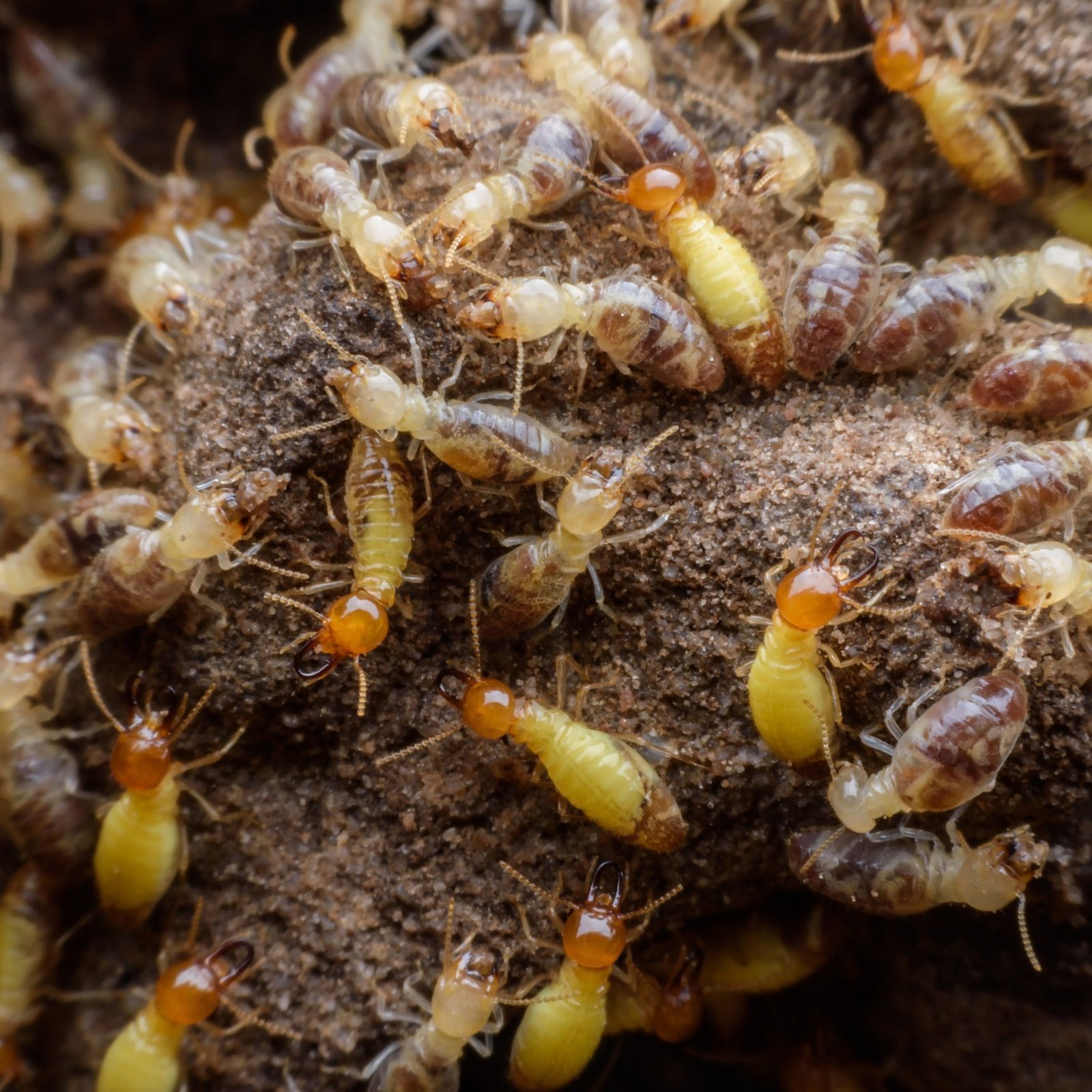 Hordes of termites building their nest